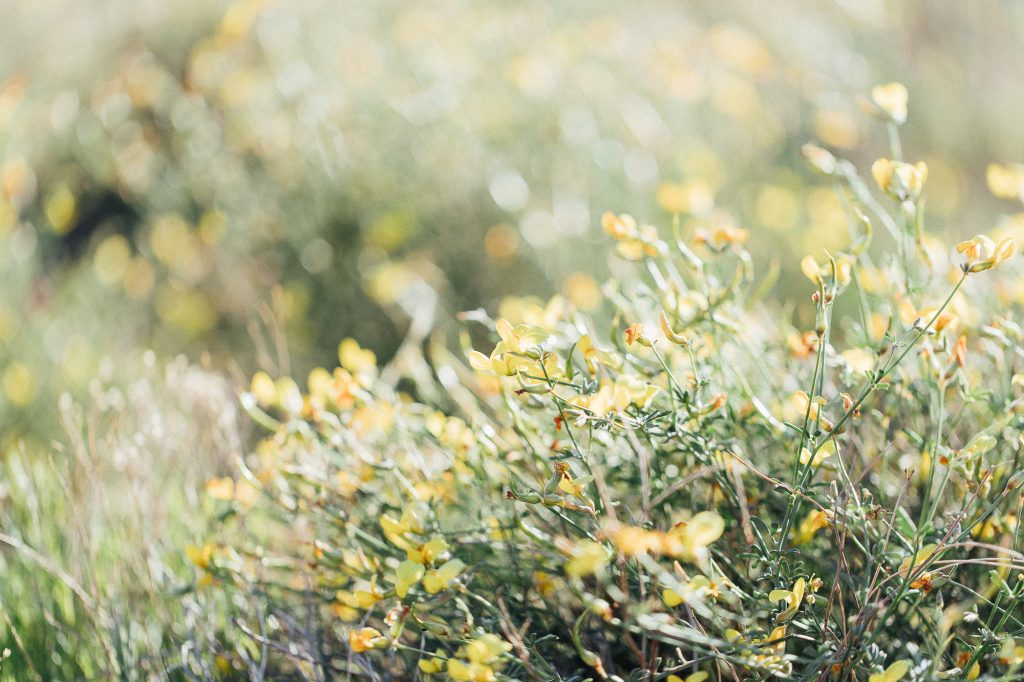 Happy 30th Megan! // Prescott Family Session | Shelby Lea Photography